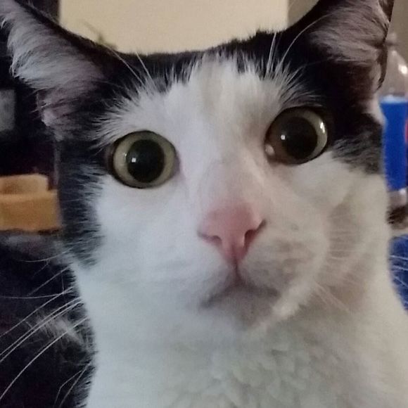 Meet your Posher, M marie - Picture 1 of 1